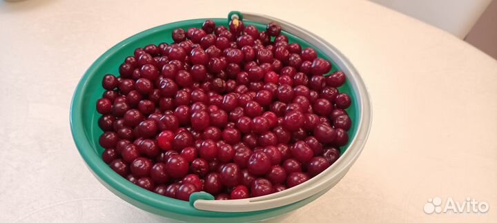 Вишня ягода свежая