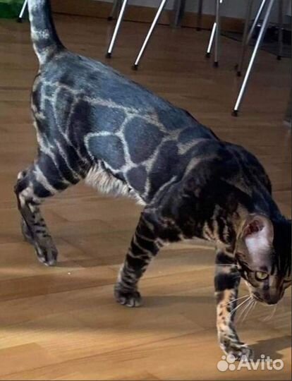 Бенгальские котята угольного окраса