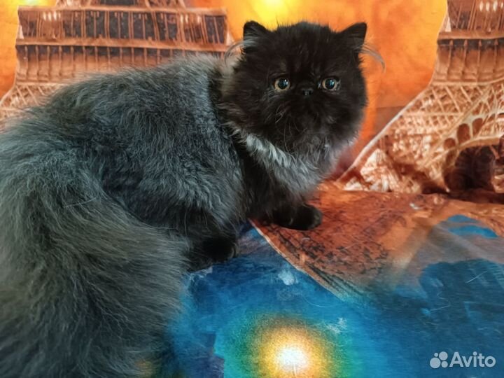 Персидские котята