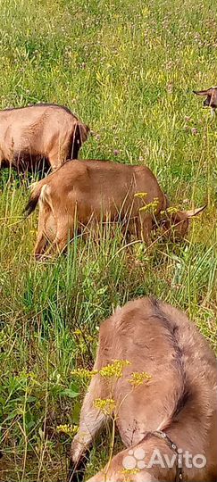 Козы козлята