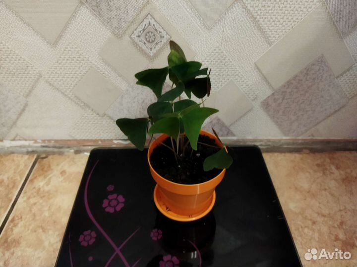 Кислица (оксалис)