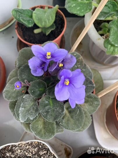 Комнатные цветы