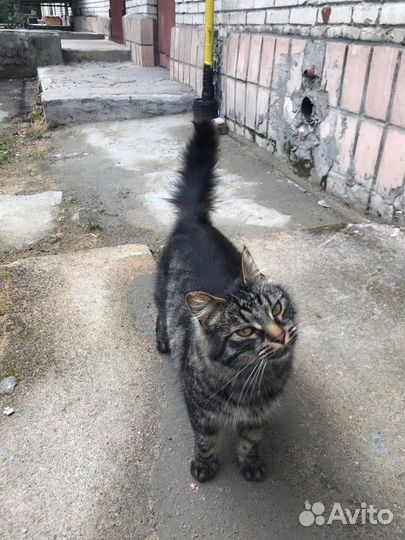 Кот пушистые штаны