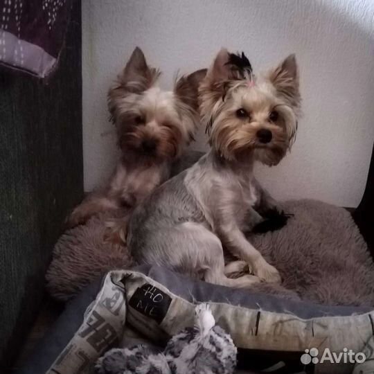 Йоркширский терьер мини