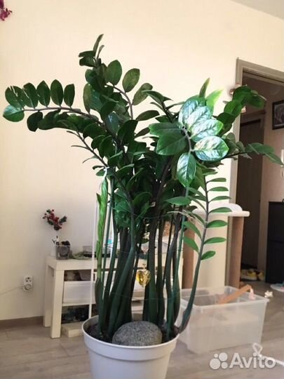 Замиокулькас