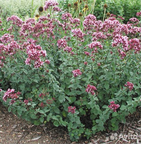 Душица обыкновенная (орегано), семена