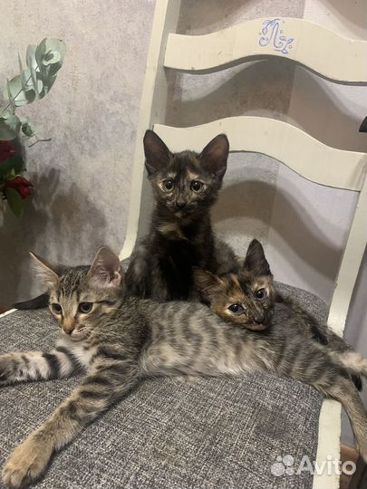 Котята