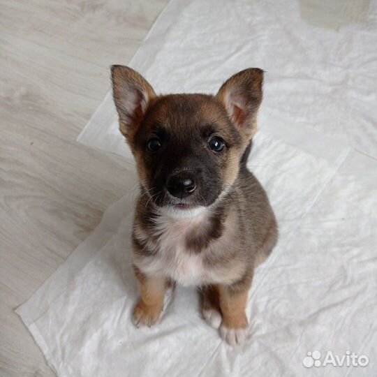 Щенок выставка