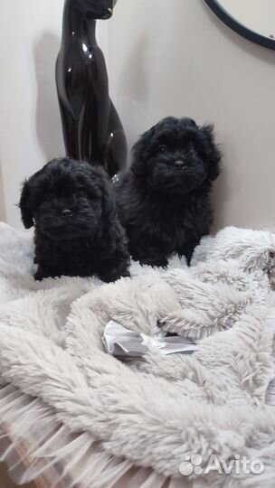 Эксклюзивные мальтипу F1 чёрного окраса