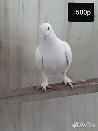 Бойные голуби(Турецкая такла)