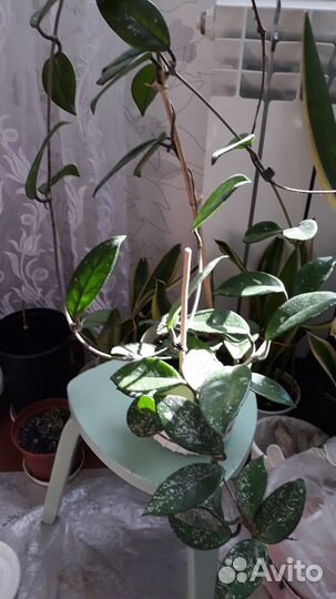 Хойя. Лиана