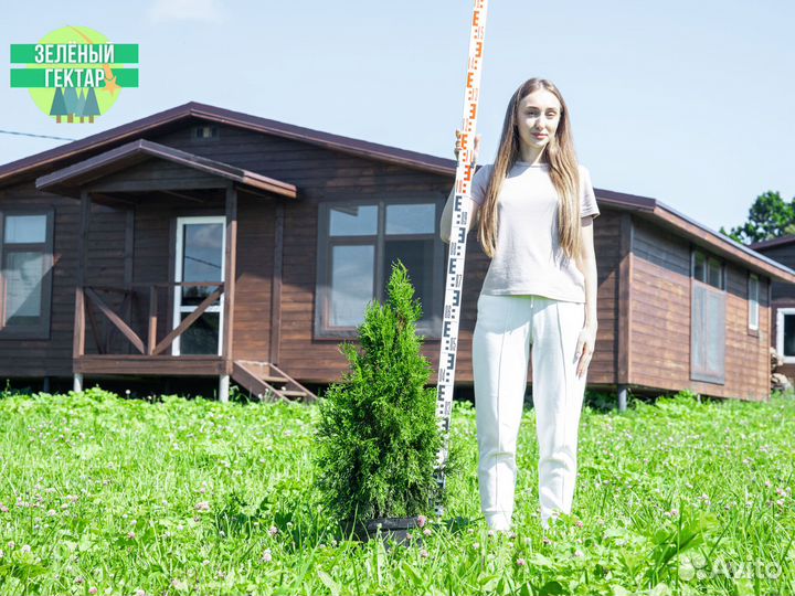 Туя колумна 1,4 м свежая копка 2023