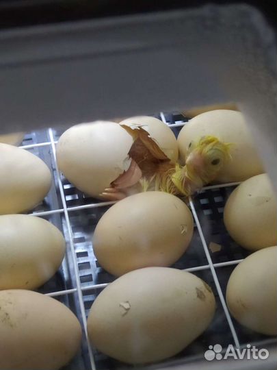 Инкубационное яйцо