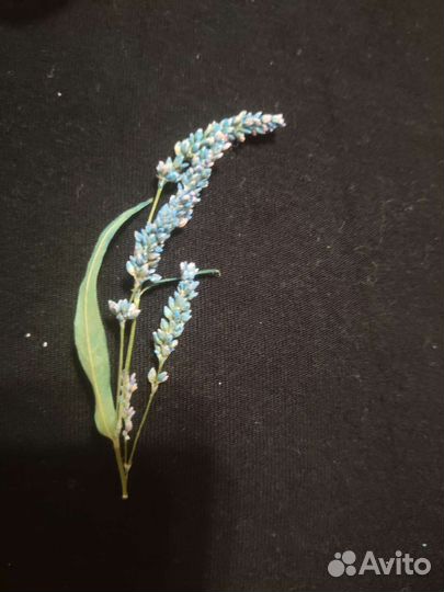 Сухоцветы для творчества