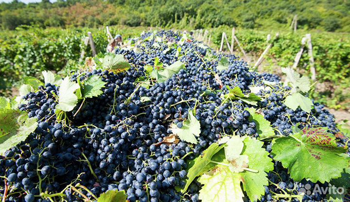 Технический виноград