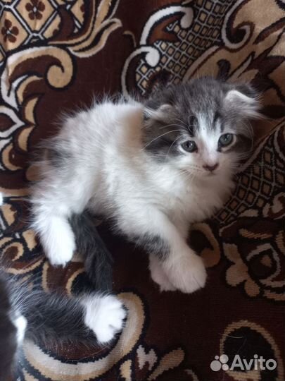 Кошки в добрые руки