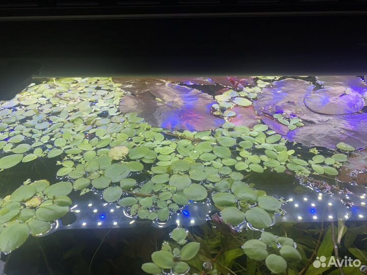 Аквариумные растения