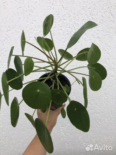 Пилея пеперомиевидная