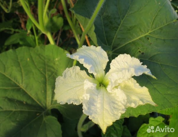 Семена лангенарии змеевидной