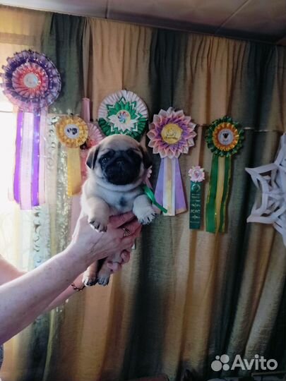 Мопсы щенки мальчики и девочка