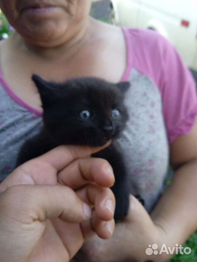 Кошки в добрые руки бесплатно