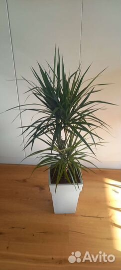 Драцена Маргината 115 см