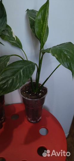 Спатифиллум Домино