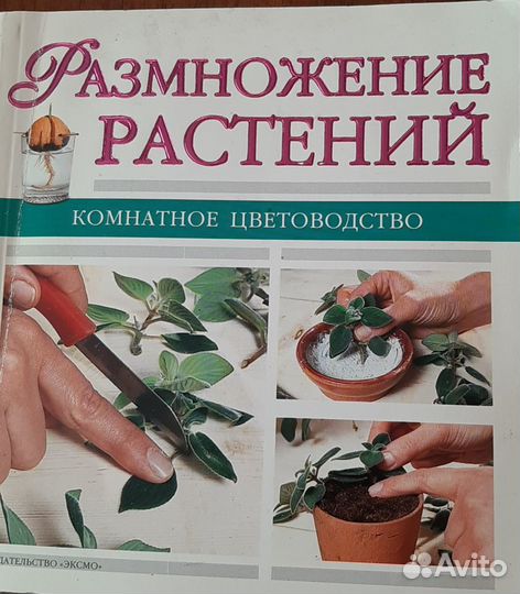 Комнатные растения и полезные советы