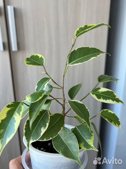 Фикус бенджамина