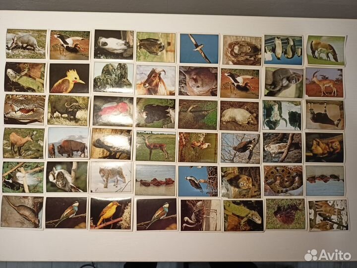 Наклейки panini анималс