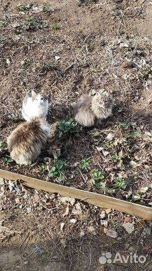Кот и кошка бесплатно