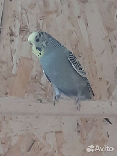 Волнистый попугай