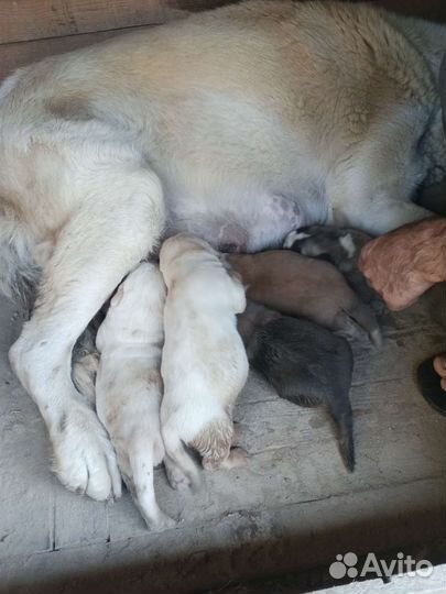 Армянский гампр щенки