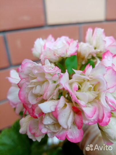 Герань пеларгония