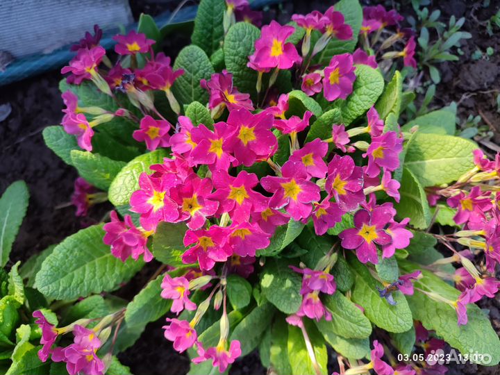 Примула многолетняя