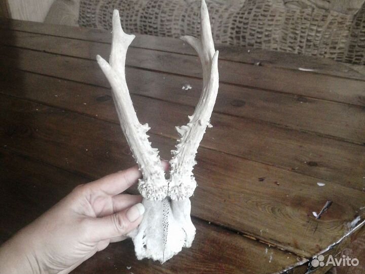 Рога молодой козули