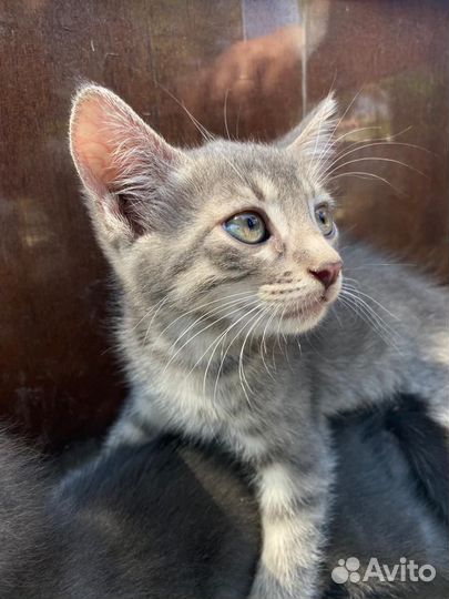 Пушистые, милые Котята