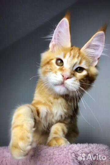 Мейн-кун мальчик с большими кистями