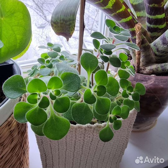 Цветы, растения разные