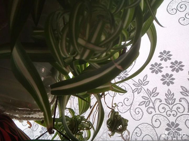 Хлорофитум