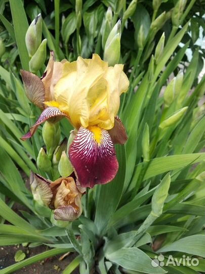 Ирисы, Рудбекия. Лилейник. Валериан Рябчик Анемона