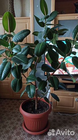 Фикус каучуконосный большой