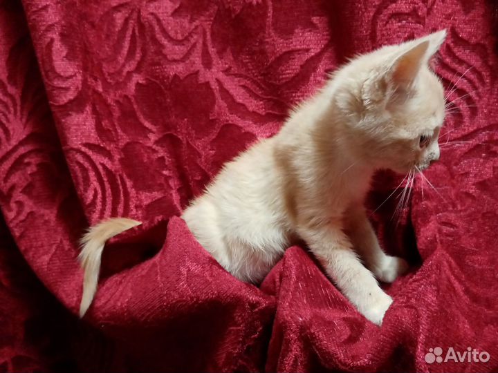 Котята в добрые руки бесплатно, они очень вас ждут