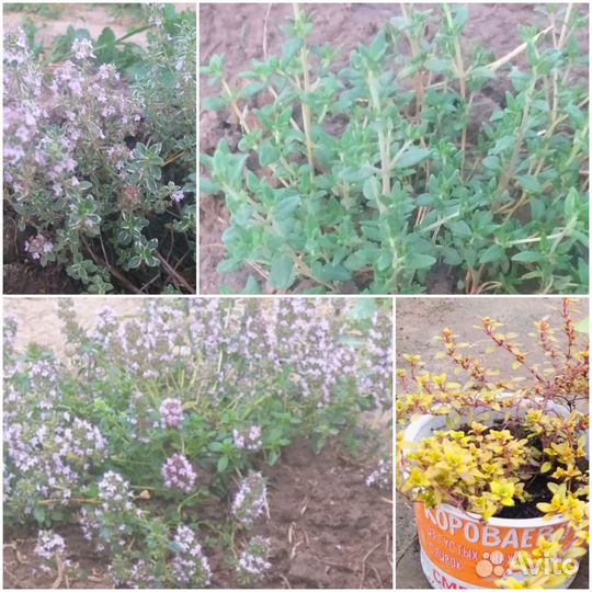 Чабрец-тимьян