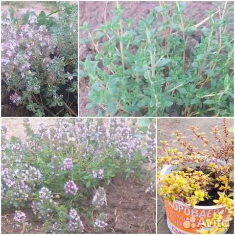 Чабрец-тимьян