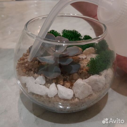 Мини флорариум круглый с суккулентом на заказ