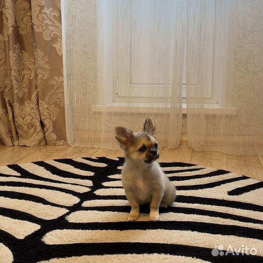 Щенки чихуахуа. мальчик