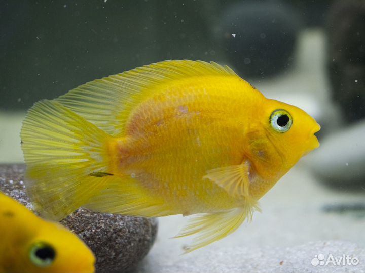 Аквариумные рыбки. Улитки.Раки.Креветки. Аксолотль