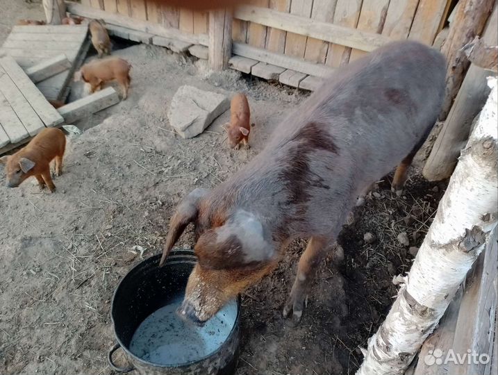 Дюрок, ландрас