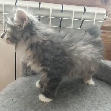 Курильский бобтейл длинношёрстный котёнок